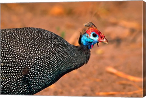 Framed Helmeted Guinea Fowl, Kenya Print