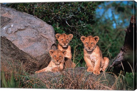 Framed Den of Lion Cubs, Serengeti, Tanzania Print