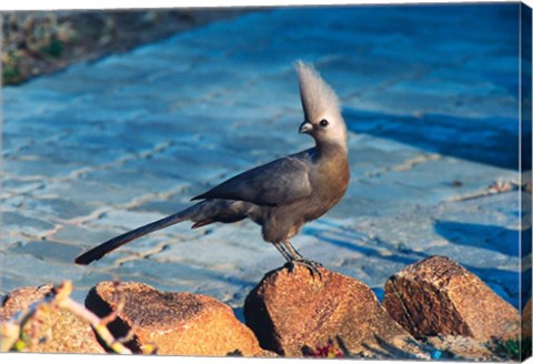 Framed Grey Go-Away Bird, Namibia Print