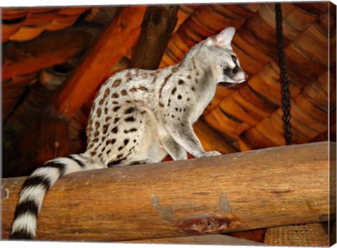 Framed Common Genet in the Ndutu Lodge, Tanzania Print