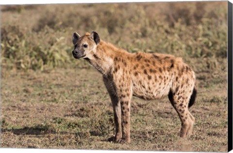 Framed Africa, Tanzania, Serengeti. Spotted hyena, Crocuta crocuta. Print