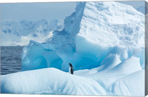 Framed Antarctica, Gentoo Penguin standing on iceberg near Enterprise Island. Print