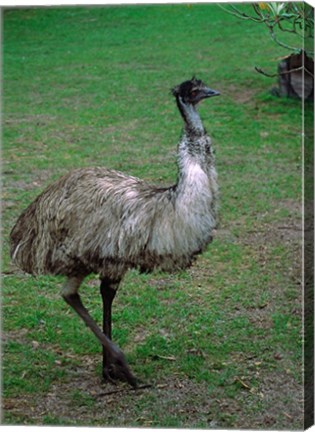 Framed Emu Portrait, Australia Print