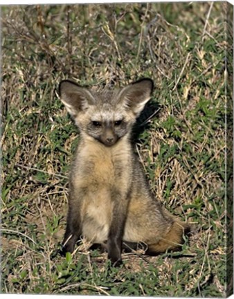 Framed Bat-Eared Fox, Tanzania Print