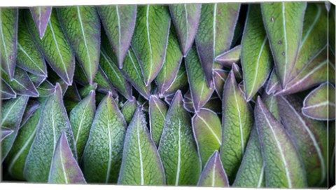 Framed Purple edged leaves of the Giant Lobelia rosette, Kenya Print