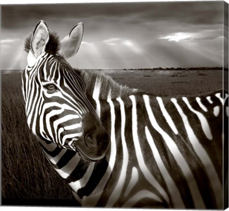 Framed Black &amp; White of Zebra and plain, Kenya Print