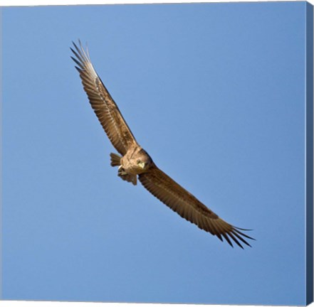 Framed Africa. Tanzania. Bateleur Eagle, Serengeti NP Print