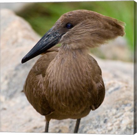 Framed Africa. Tanzania. Hamerkop at Tarangire NP Print