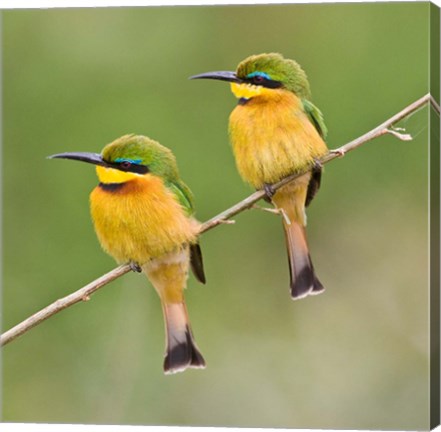 Framed Africa. Tanzania. Little Bee Eaters at Manyara NP Print