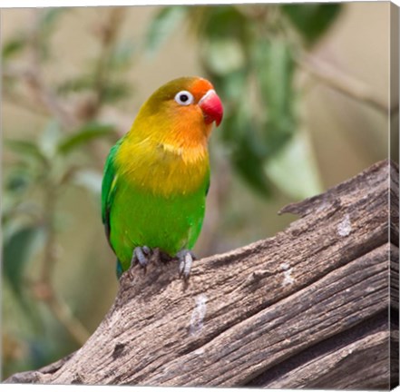 Framed Fischer&#39;s Lovebird tropical bird, Tanzania Print