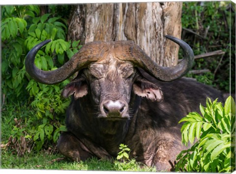 Framed African Buffalo, Aberdare National Park, Kenya Print