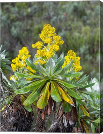 Framed Giant Groundsel in the Mount Kenya National Park, Kenya Print