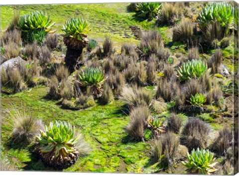 Framed Landscape with Giant Groundsel in the Mount Kenya National Park, Kenya Print