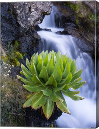 Framed Giant Groundsel by the falls in the Mount Kenya National Park, Kenya Print