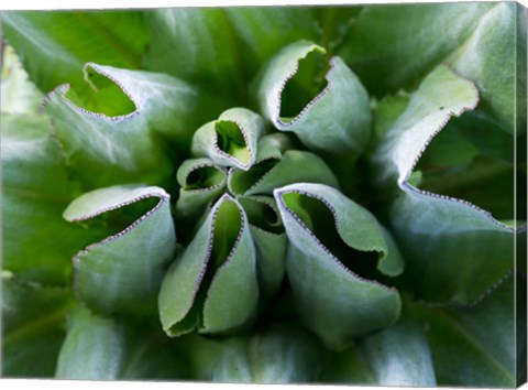 Framed Close up of Giant Groundsel, Kenya Print