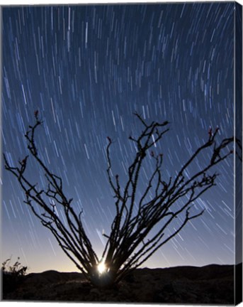 Framed setting moon is visible through the thorny branches on an ocotillo, California Print