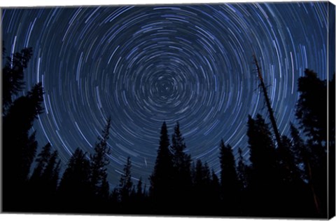 Framed Star trails and a meteor above pine trees in Lassen Volcanic National Park Print