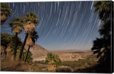 Framed California Fan Palms and a mesquite grove in a desert landscape Print