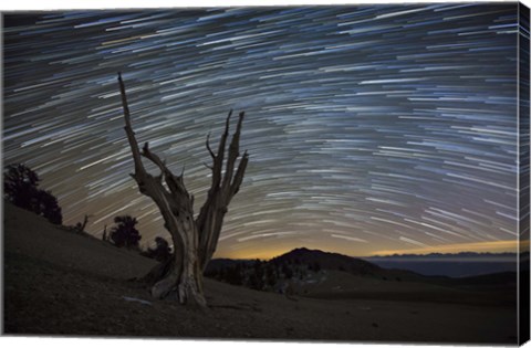 Framed dead bristlecone pine tree against a backdrop of star trails Print