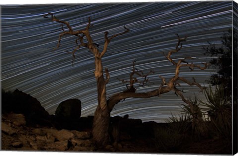 Framed dead Pinyon pine tree and star trails, Joshua Tree National Park, California Print