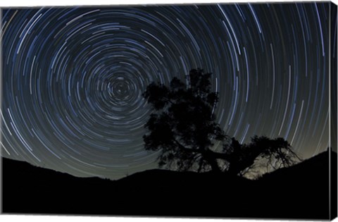 Framed lone oak tree silhouetted against a backdrop of star trails Print