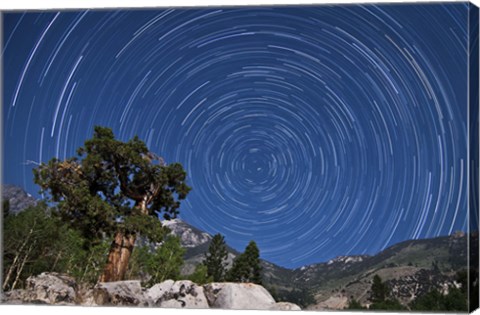 Framed pine tree on a windswept slope reaches skyward towards north facing star trails Print