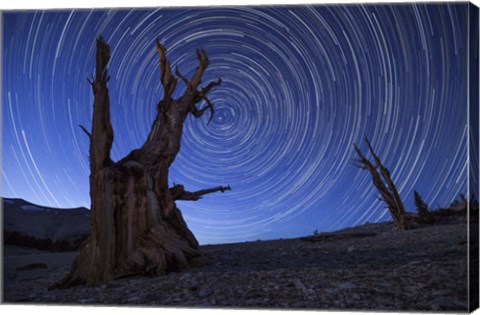 Framed Star trails above an ancient bristlecone pine tree, California Print