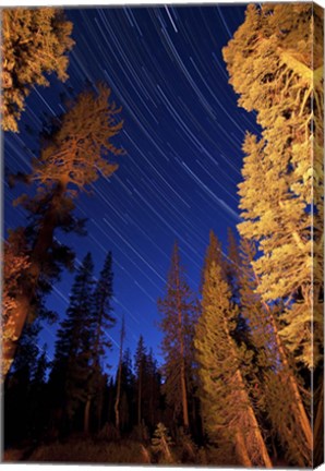 Framed Star trails above campfire lit pine trees in Lassen Volcanic National Park Print