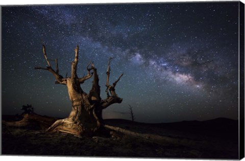 Framed Milky Way and a dead bristlecone pine tree in the White Mountains, California Print