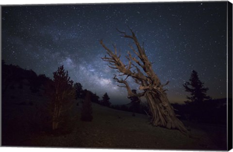 Framed large bristlecone pine in the Patriarch Grove bears witness to the rising Milky Way Print