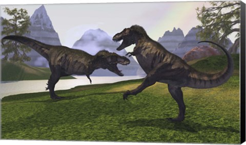 Framed Two Tyrannosaurus Rex dinosaurs fight for the right of a territory Print