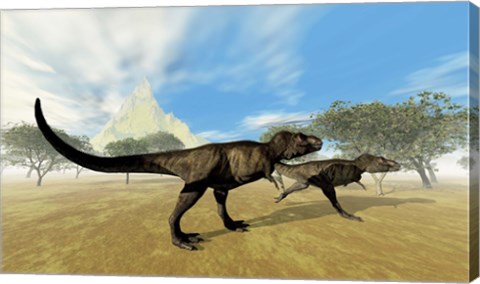 Framed Two Tyrannosaurus Rex dinosaurs are on the hunt for prey Print