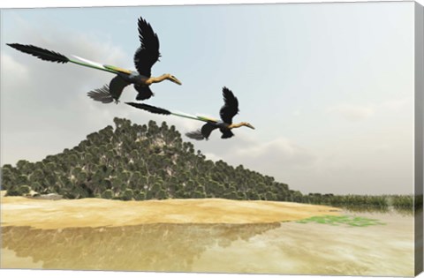 Framed Two Microraptor dinosaurs fly over a wetland marsh in prehistoric times Print