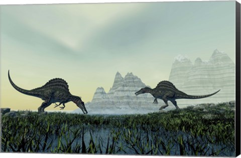 Framed Spinosaurus dinosaurs drink from a marsh area in prehistoric times Print