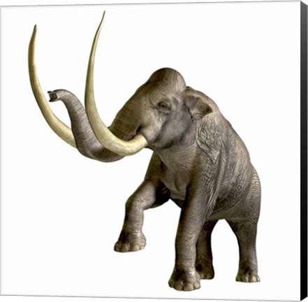 Framed Columbian Mammoth Print