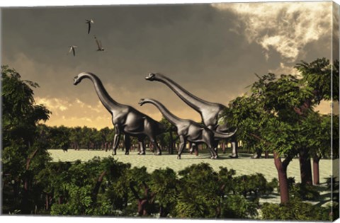 Framed Brachiosaurus dinosaurs walk through a forested area Print