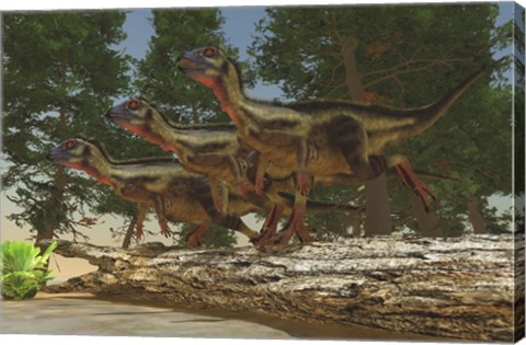 Framed group of herbivorous Hypsilophodon dinosaurs Print