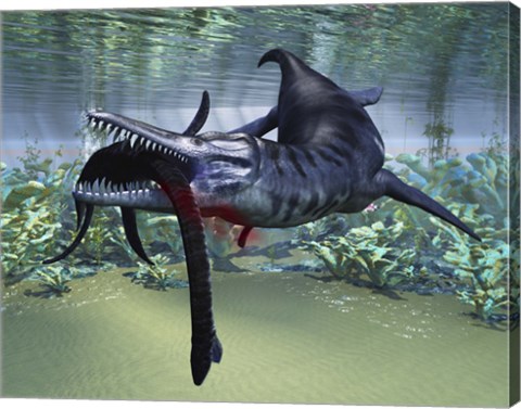 Framed Liopleurodon attacks a Plesiosaurus Print