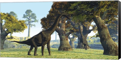 Framed Brachiosaurus dinosaurs walk among large trees in the prehistoric era Print