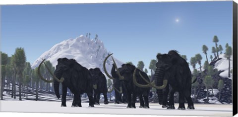 Framed herd of Woolly Mammoths migrate to a warmer climate in the Pleistocene Age Print