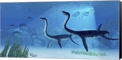 Framed Plesiosaurus dinosaurs swimming the Jurassic seas Print