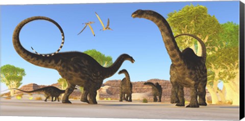 Framed Herd of Apatosaurus dinosaurs wander through a prehistoric forest Print