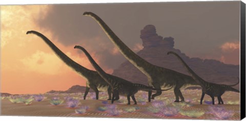 Framed family of Mamenchisaurus dinosaurs Print