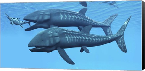 Framed Leedsichthys fish about to swallow an Ichthyosaurus marine reptile Print