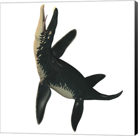 Framed Liopleurodon, a large carnivorous marine reptile Print