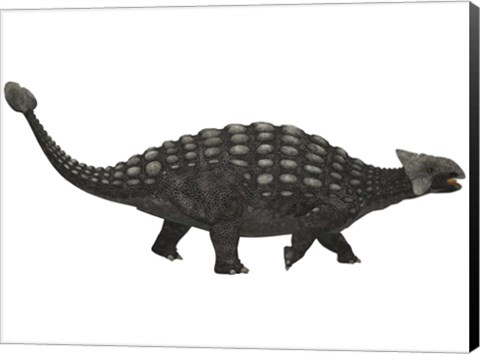 Framed Ankylosaurus, an armored dinosaur from the Cretaceous Period Print