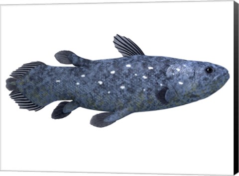 Framed Coelacanth fish against white background Print