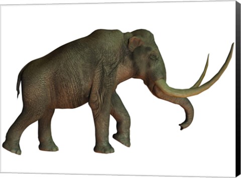 Framed Columbian mammoth, an extinct species of elephant Print