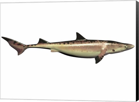 Framed Priohybodus, an extinct shark species from the Cretaceous Period Print