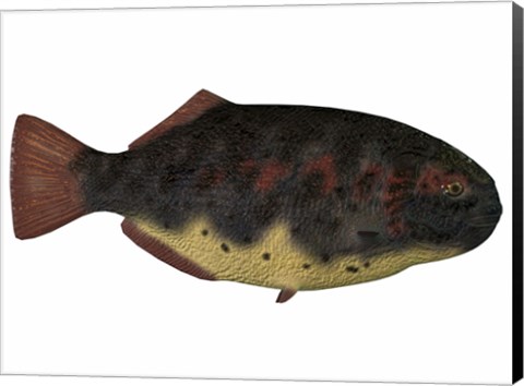 Framed Dapedius, an extinct species of primitive ray-finned fish Print